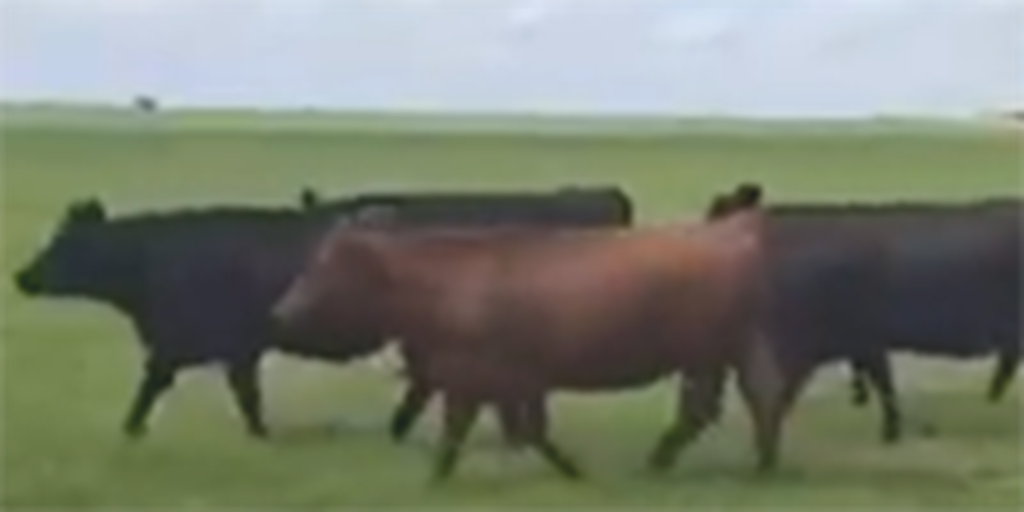 13 Angus Cross Bred Heifers... Southwest OK