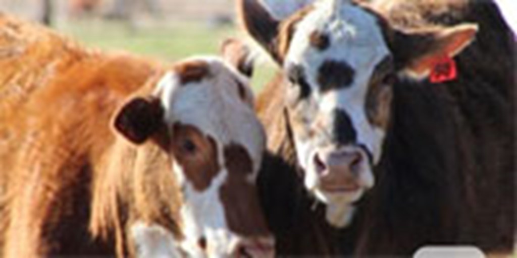 5 Hereford Cross Rep. Heifers... Northeast TX