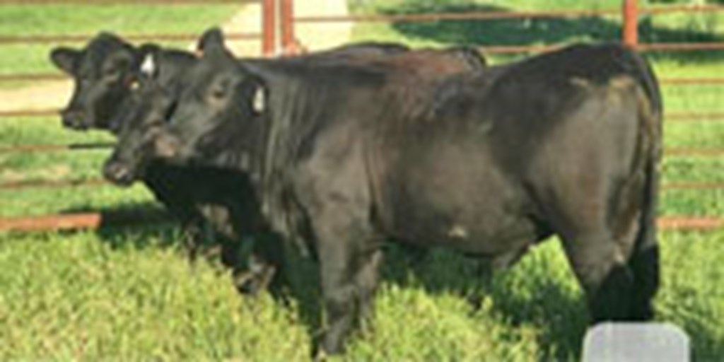 5 Brangus Bred Heifers... Central TX