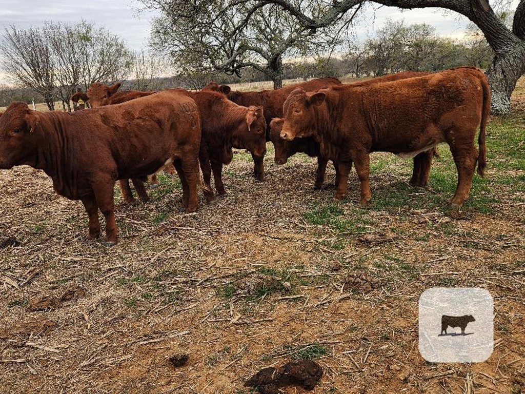 Cattle Range Listing Photo