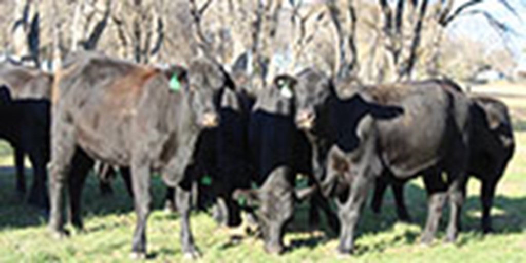 32 Angus Plus Bred Heifers... Central TX