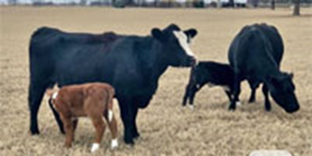 7 Angus Cows w/ 6+ Calves... Central TX