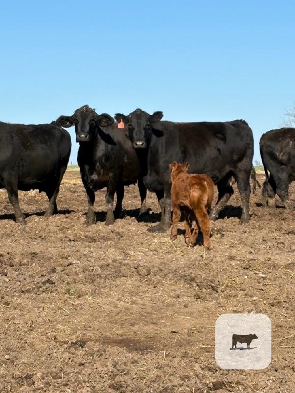 Cattle Range Listing Photo