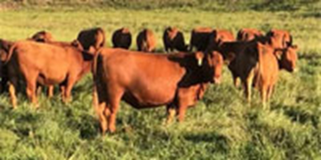 24 Purebred Red Angus Bred Heifers... N. Central AR