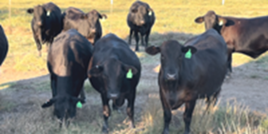 29 Brangus Bred Heifers... Central TX