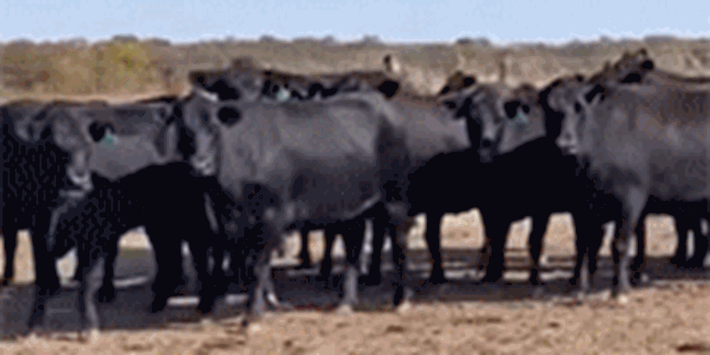 205 Angus Cows... Northeast OK