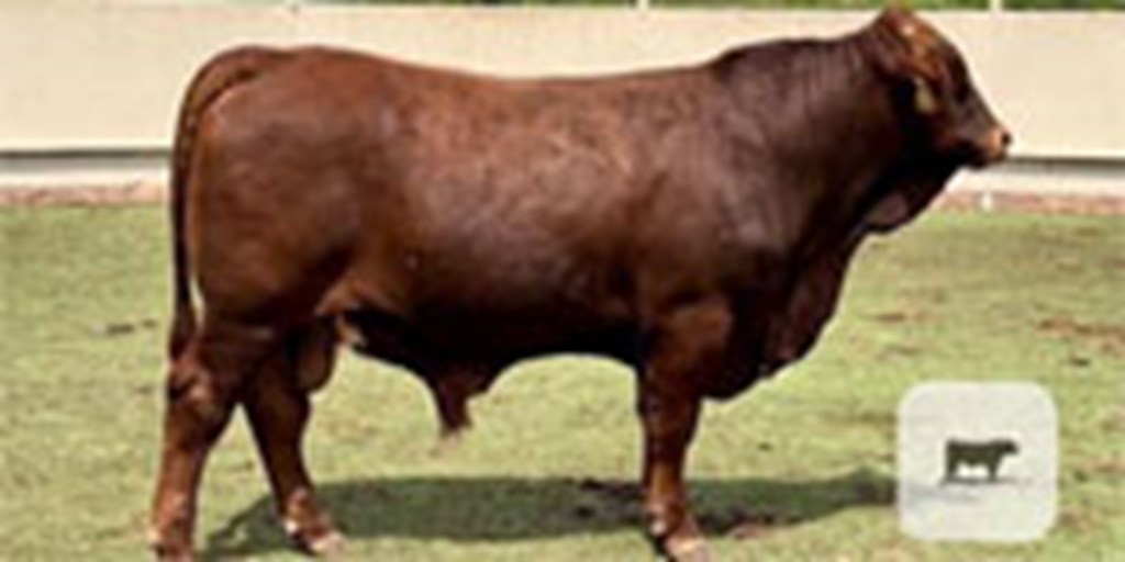 4 Red Beefmaster Bulls... Central TX
