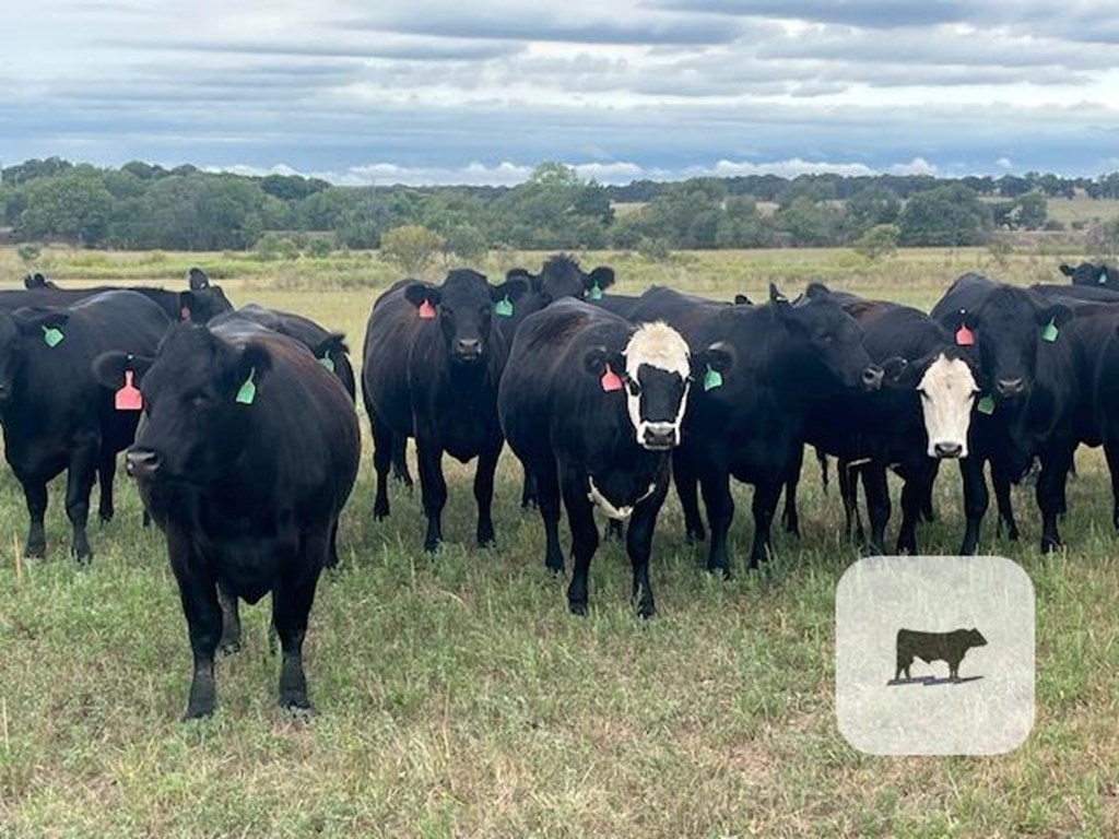 Cattle Range Listing Photo