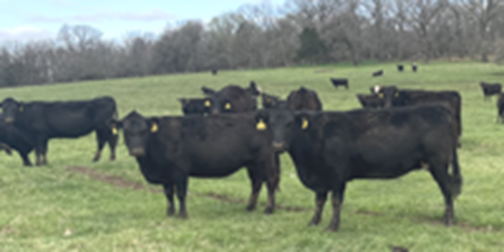 60 Angus & BWF Cows... Southwest MO