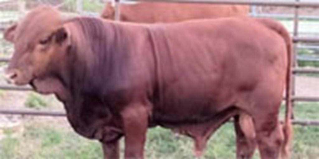 1 Beefmaster Bull... Central TX