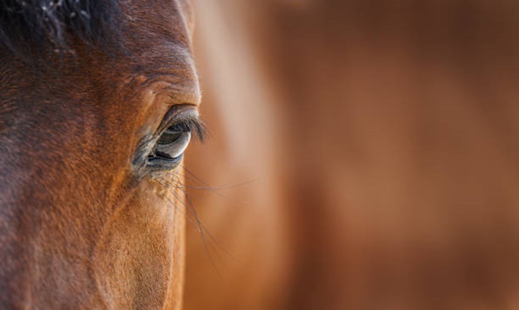 New Horse Protection Act Rule: More Harm Than Good?