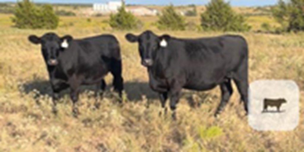 10 Angus Bred Heifers... N. Central OK