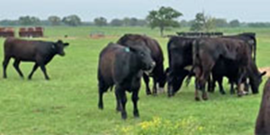 13 Angus & BMF Cows... Central TX