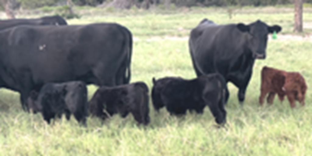 8 Angus Pairs... Central TX