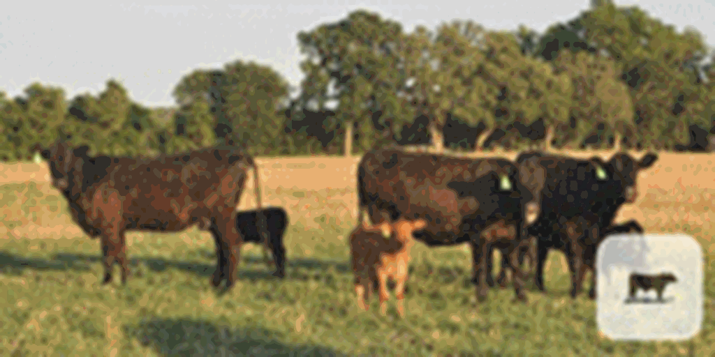 10 Angus Plus 1st-Calf Pairs... Central TX