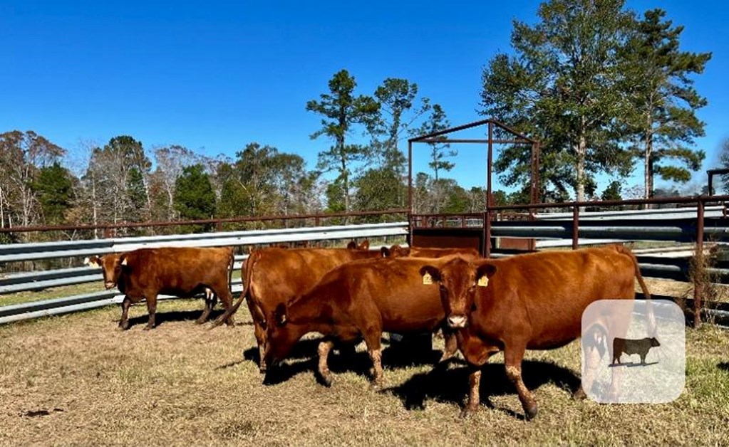 Cattle Range Listing Photo