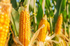 Corn Crop Condition & Harvest Progress