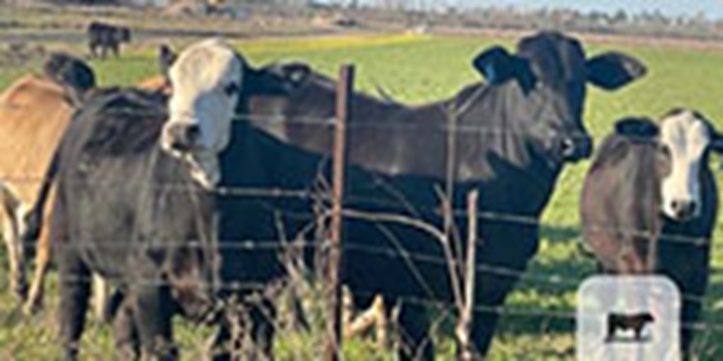 12 Brangus Cross Rep. Heifers... Southwest LA