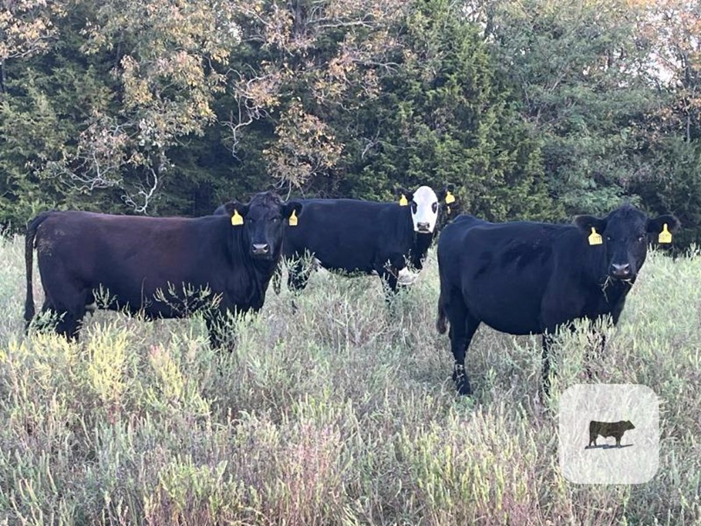 Cattle Range Listing Photo