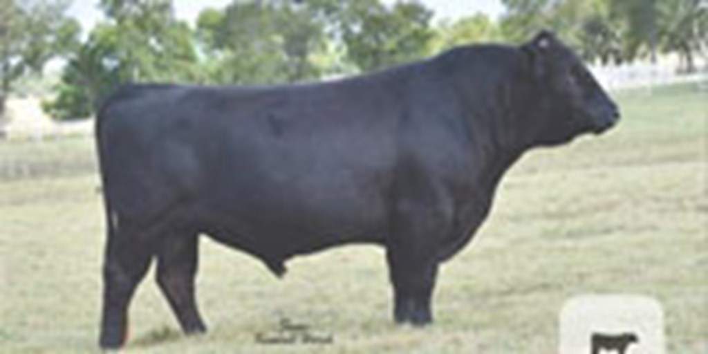 120 Reg. Wagyu Bulls... North TX