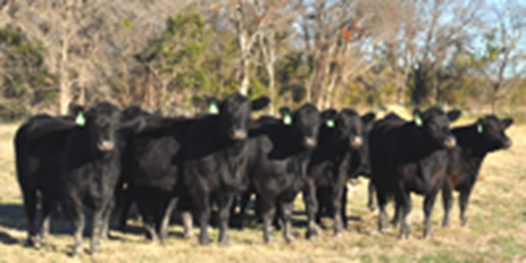 12 Angus Bred Heifers... Central TX