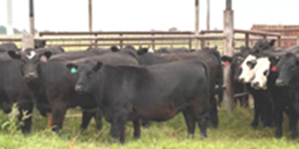 35 Angus & BWF Bred Heifers... Central OK