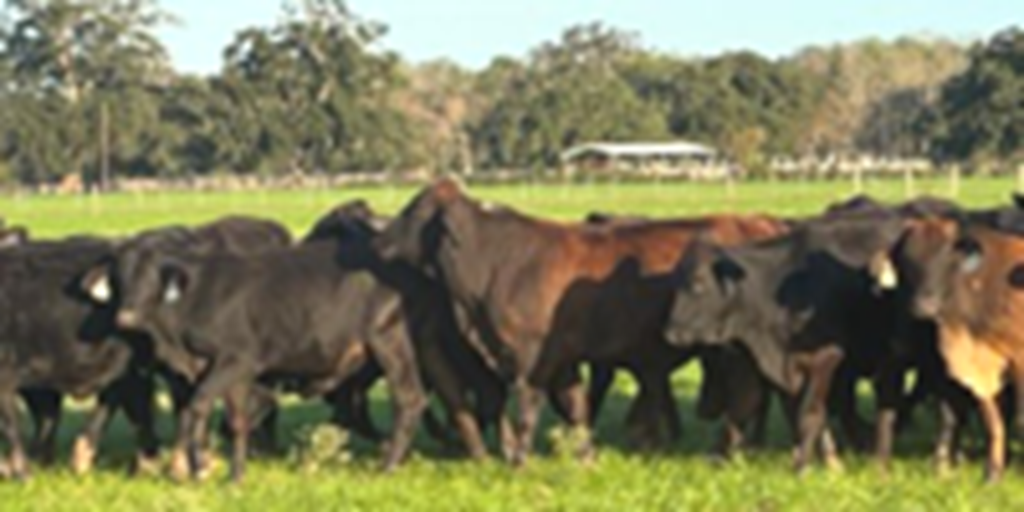 50 Brangus, Braford, Beefmaster Cows... Southeast TX