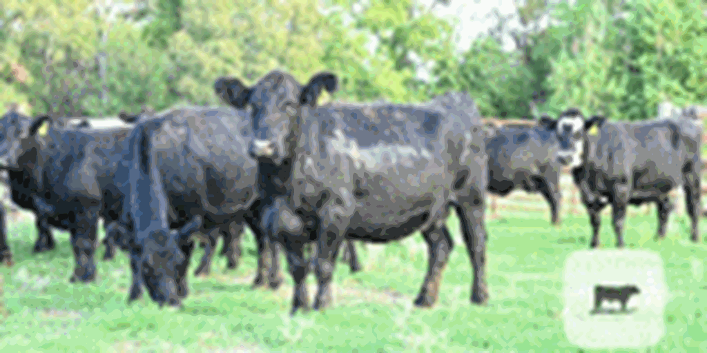 40 Angus & BWF Cows... Central TX