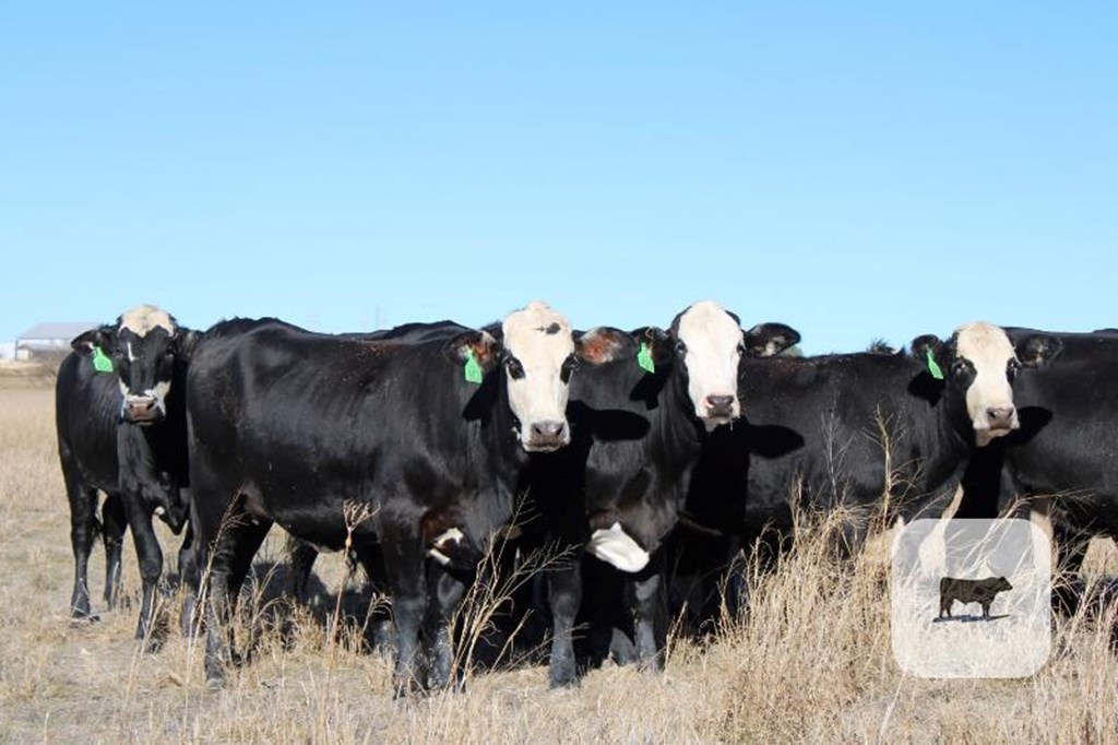 Cattle Range Listing Photo