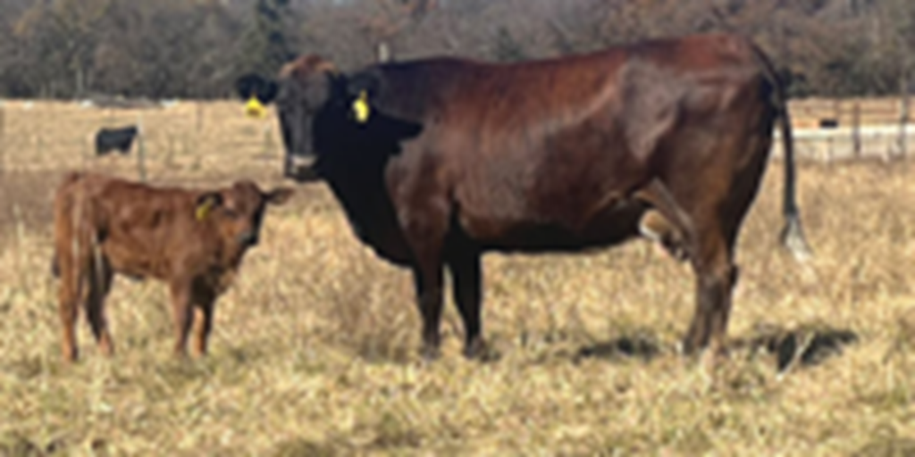 12 Brangus Cross Cows w/ 6+ Calves... Southwest MO
