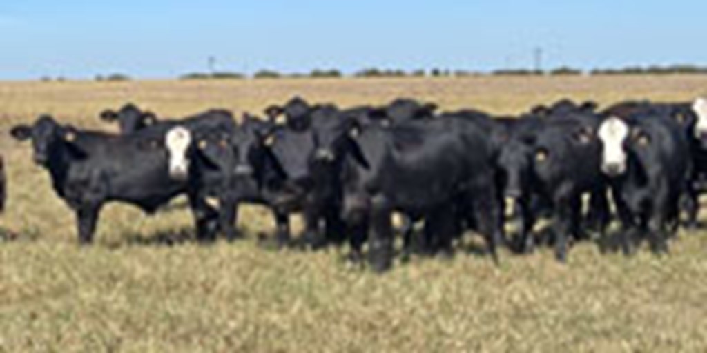 145 Brangus Bred Heifers... Central TX