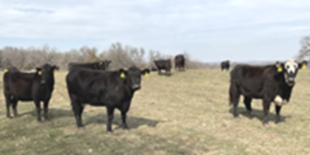 41 Angus & BWF Cows... Southwest MO