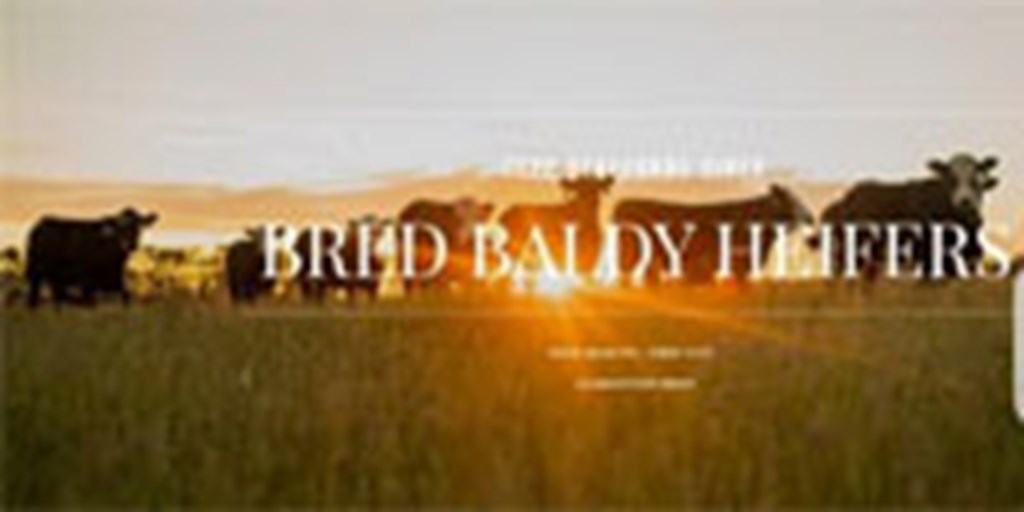 1,850 F1 Angus Baldy Bred Heifers... E. Central ND ~ FD