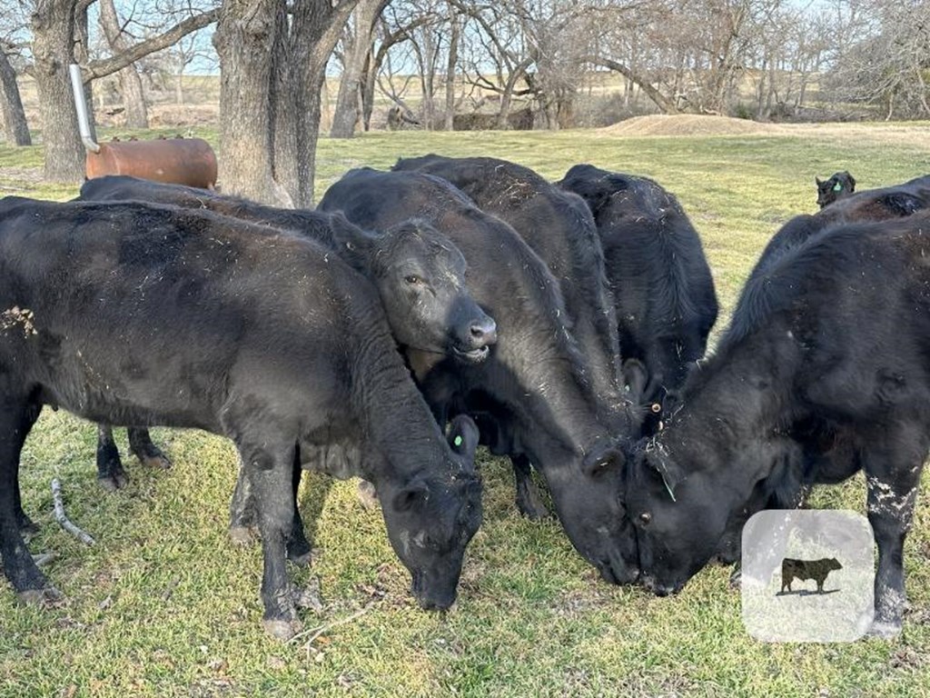 Cattle Range Listing Photo