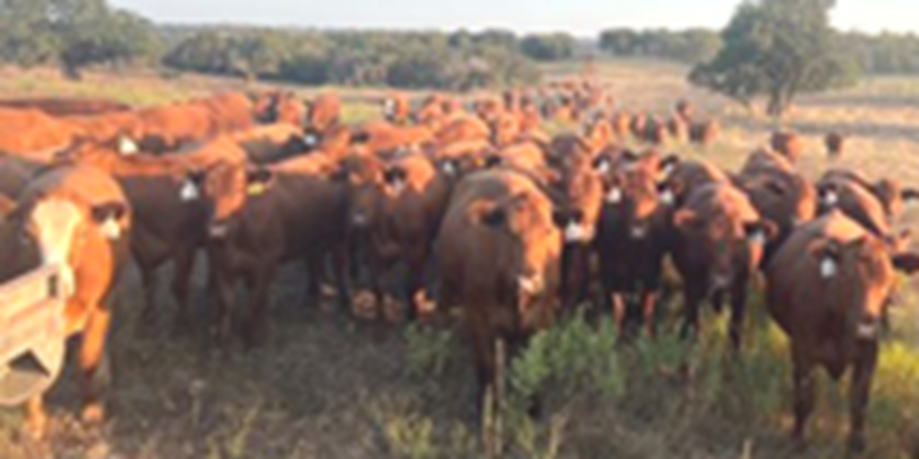 200	 Red Angus Bred Heifers... North TX ~ BVD-PI Neg.