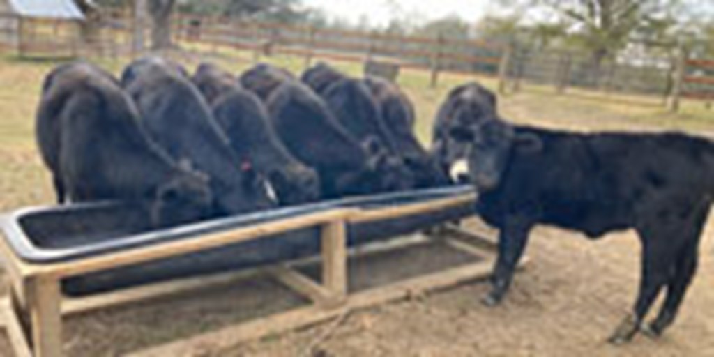 8 Angus Rep. Heifers... W. Central LA