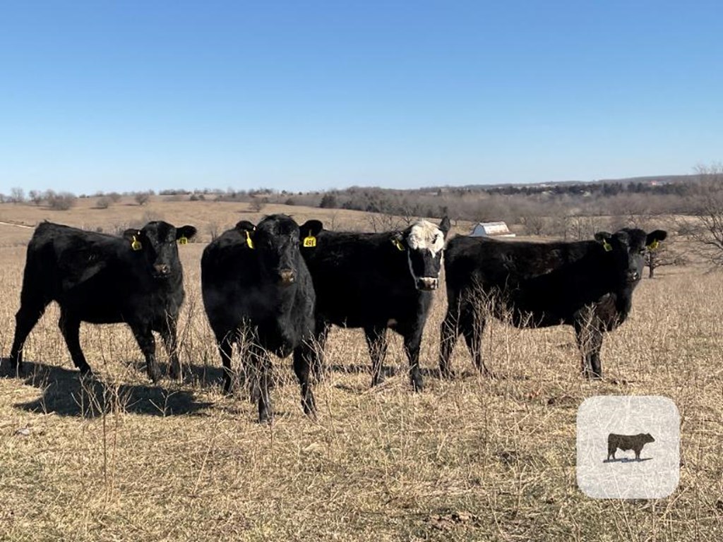 Cattle Range Listing Photo