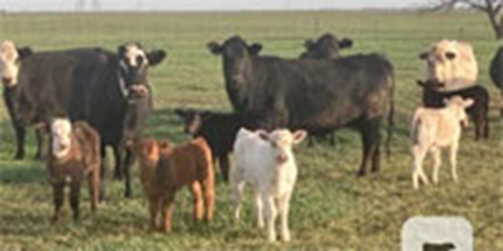 70 Angus, Red Angus & Charolais Cross Pairs... W. Central TX