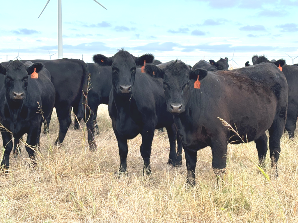 Cattle Range Listing Photo