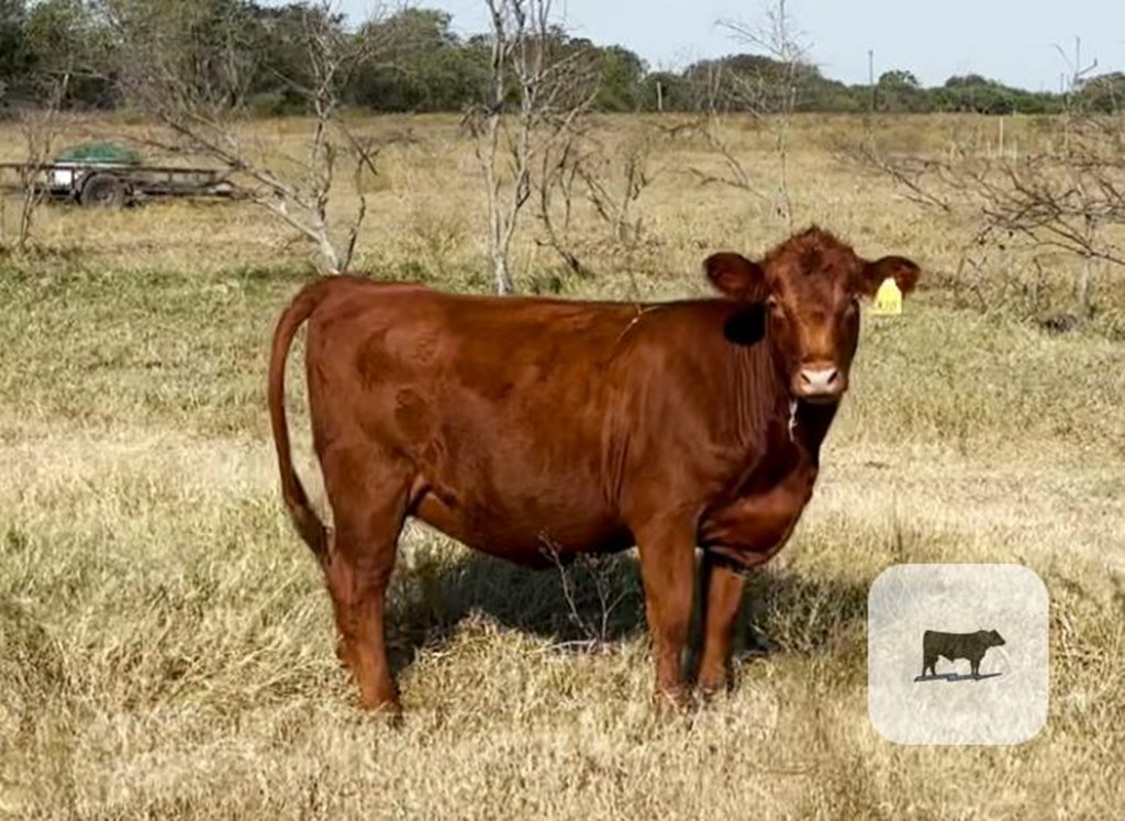 Cattle Range Listing Photo