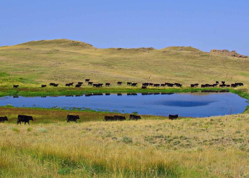 The Importance of Water for Cattle