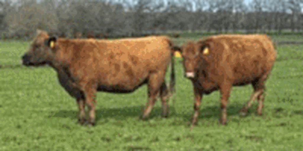100 Reg. Red Angus Cows... Northeast TX