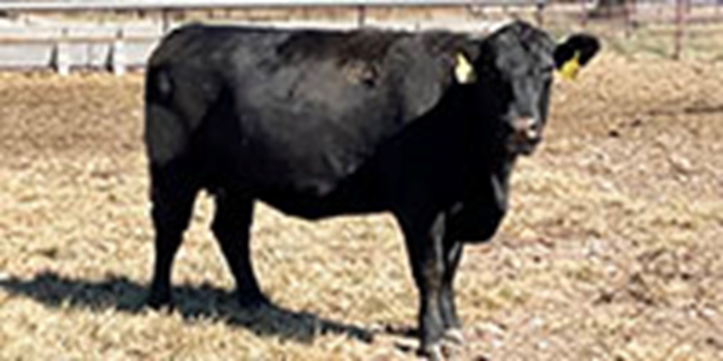 40 Angus & BWF Open Cows... Southwest MO