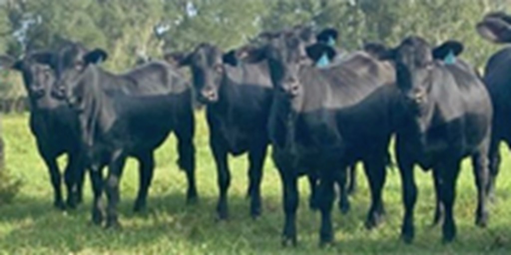 25 Brangus Rep. Heifers... Central FL