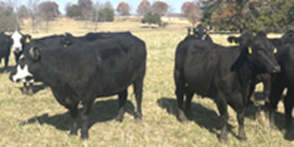 95 Angus & BWF Cows... Southwest MO