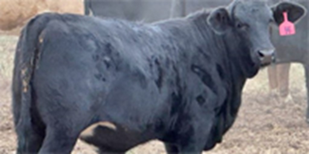 30 Brangus & Brangus Baldy Rep. Heifers... Northwest AL