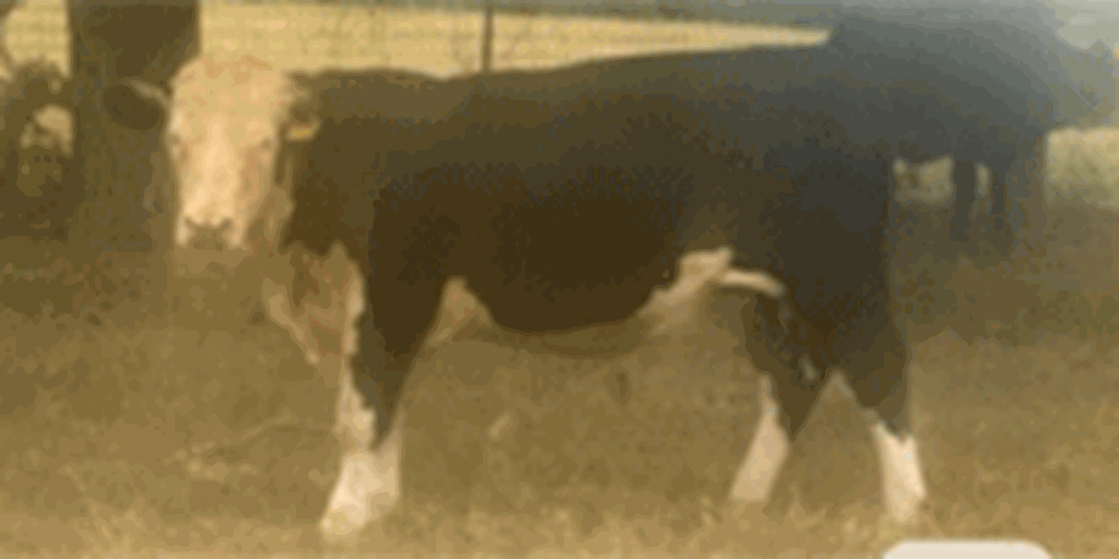 3 Reg. Black Hereford Bulls... East TX