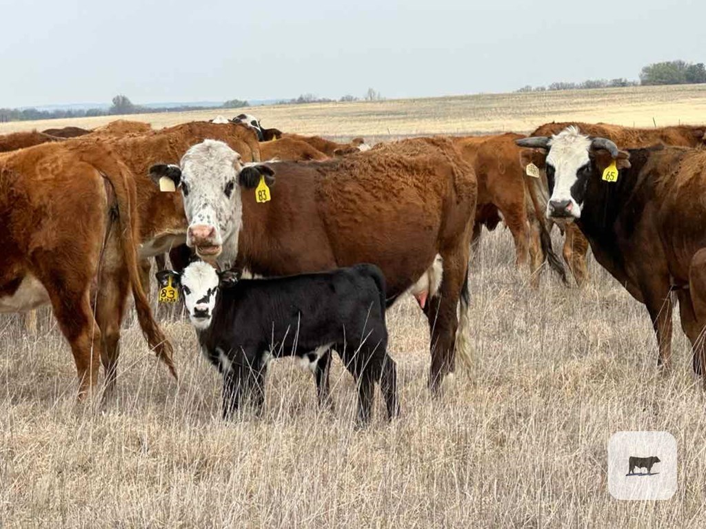 Cattle Range Listing Photo 7