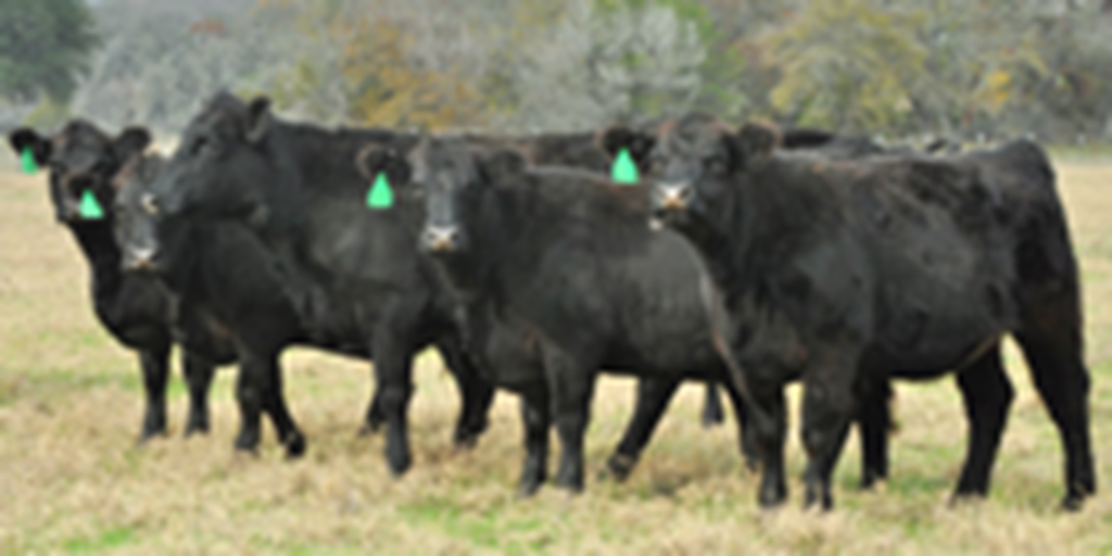 30 Angus Bred Heifers... Central TX