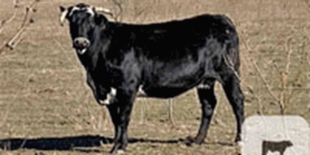 5 Angus & Charolais Cows... North TX
